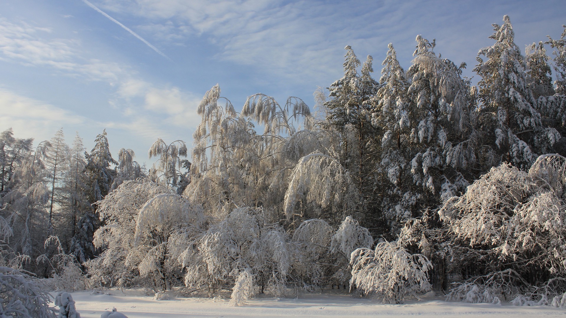 winter snow frost cold ice frozen landscape tree wood nature frosty weather scenic mountain season scene park