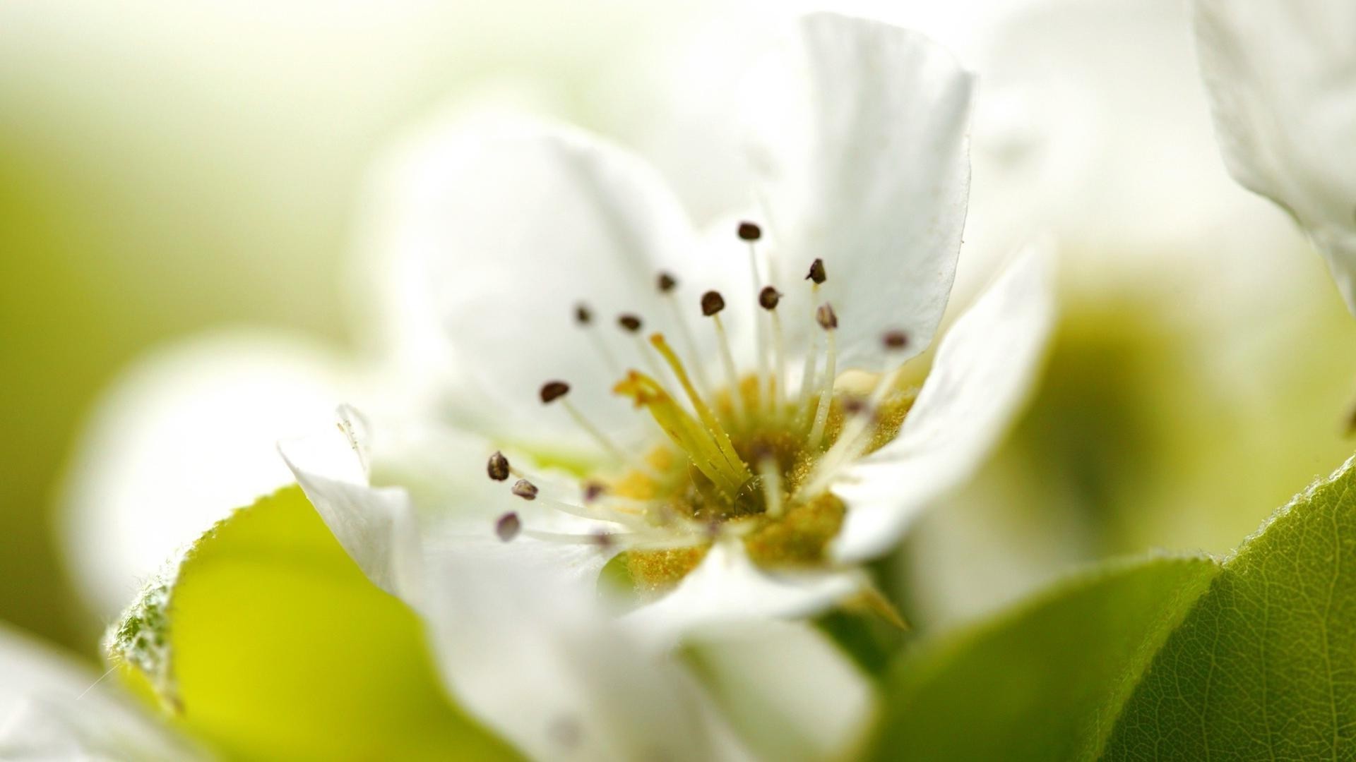 fleurs fleur nature flore feuille été jardin flou pétale floral lumineux bluming couleur pomme pâques croissance beau gros plan saison