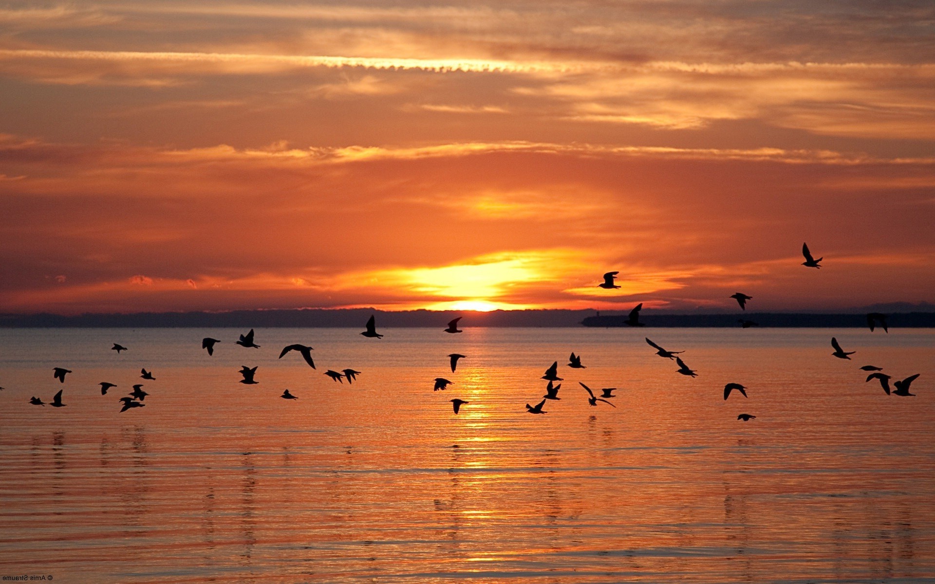 atardecer y amanecer atardecer agua amanecer pájaro reflexión noche lago crepúsculo sol mar playa océano silueta naturaleza ganso cielo gaviotas