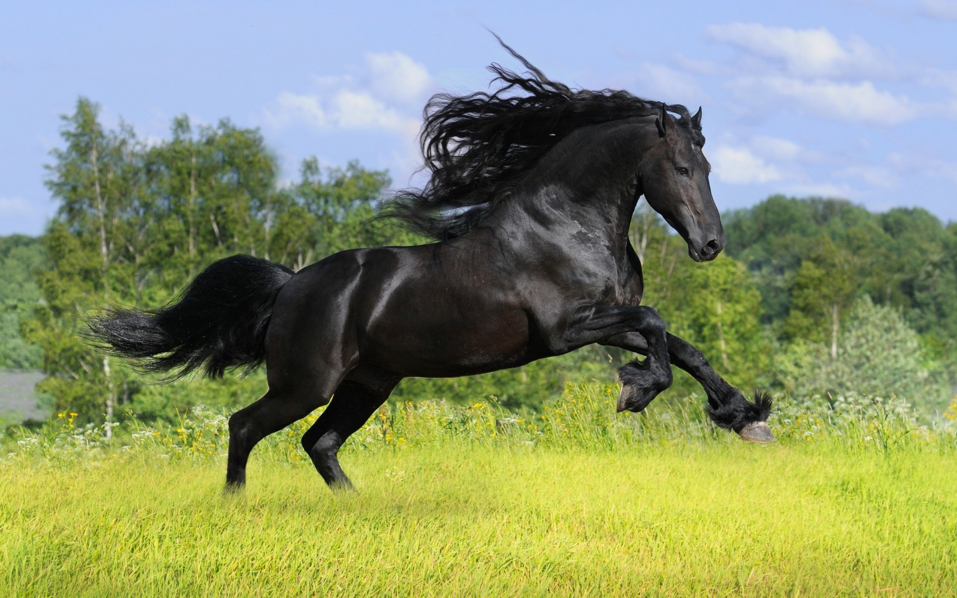 horses mammal cavalry horse mare equestrian stallion mane grass animal equine hayfield field farm pasture gallop sitting pony thoroughbred grassland