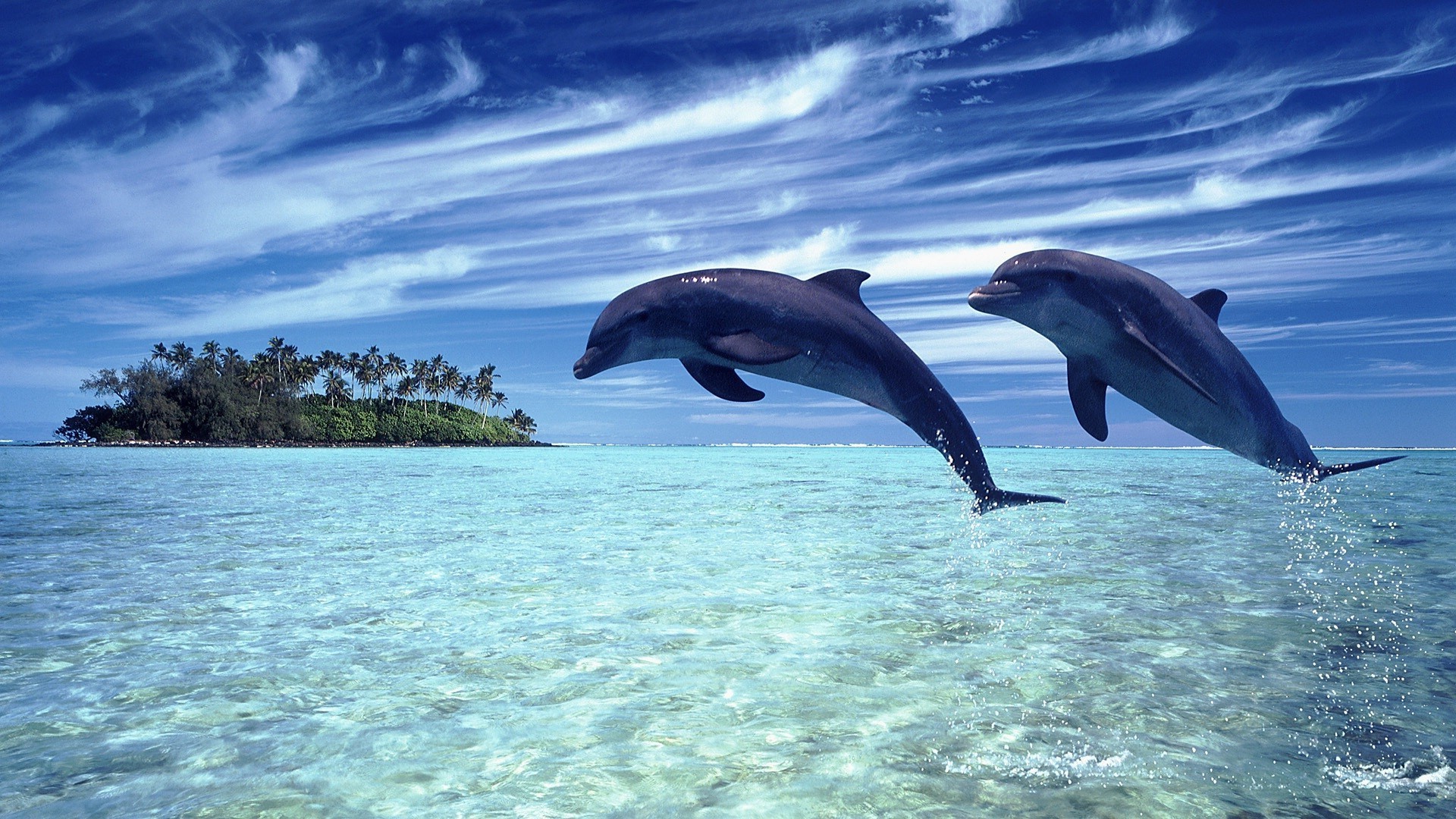 Фото дельфинов красивые на экран телефона