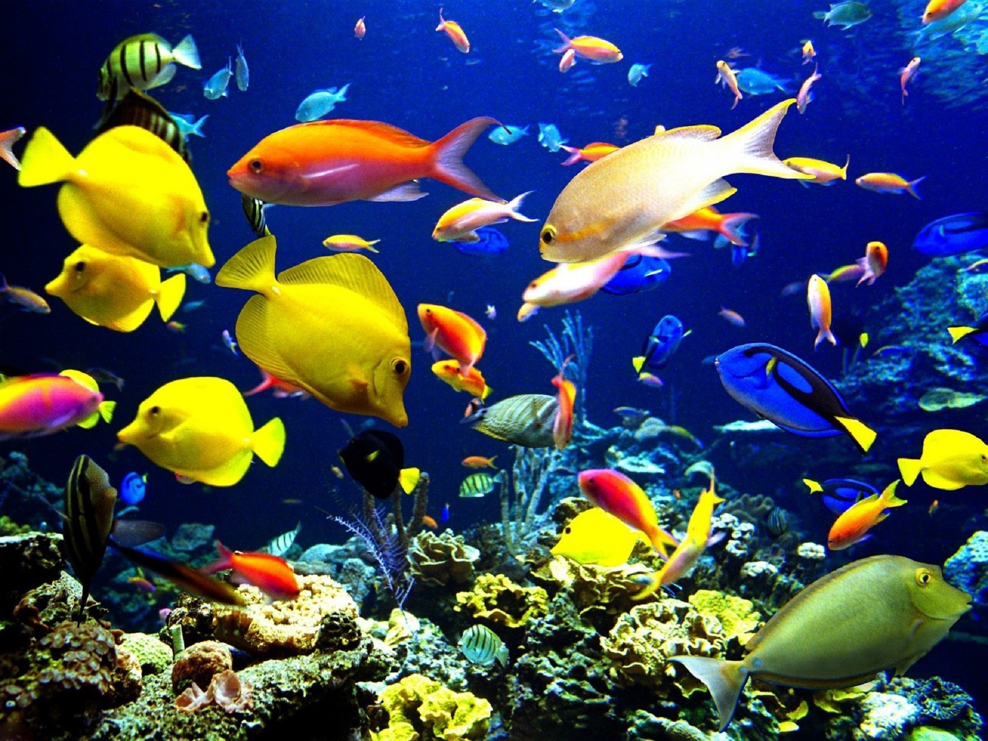 animales bajo el agua peces arrecife acuario coral océano mar marino acuático tropical natación agua vida silvestre buceo escuela buceo profundo exótico snorkel agua salada