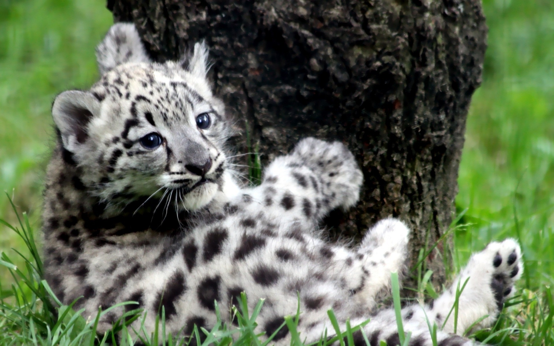 tiere säugetier tierwelt tier natur katze fell niedlich gras wild im freien wenig fleischesser