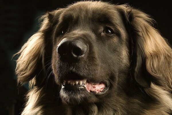 Hocico de perro de cerca sobre fondo negro