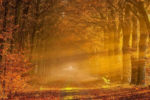 Autumn corridor of trees with a path