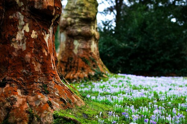 Purple flowers on old tree trunks