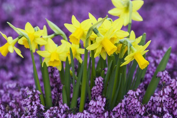 Spring mood. Daffodils and muscari