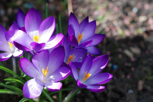 Primavera hermosas prímulas púrpuras