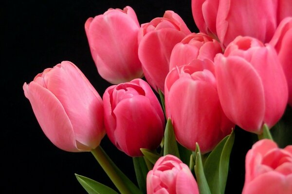 粉红色郁金香的美丽花束