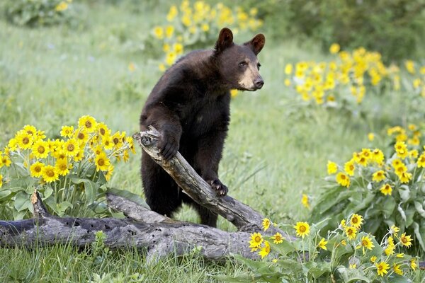 Grande orso con un ramo di un albero