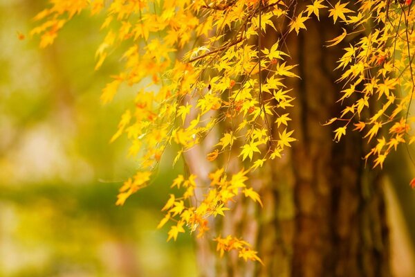 Miraculous birth of golden autumn