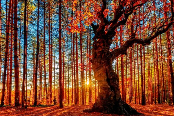 Ein Baum im herbstlichen Wald von der Sonne beleuchtet