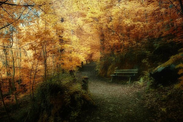 Dibujo de un bosque de otoño con una vieja tienda