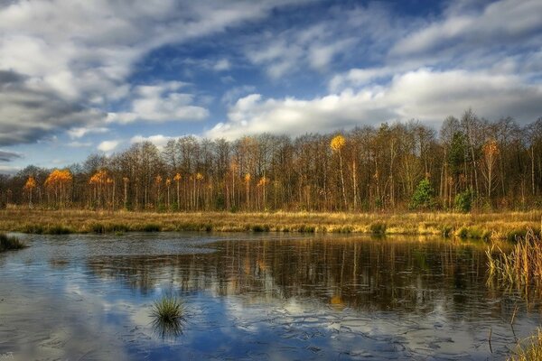 Soleggiata foresta autunnale vicino allo stagno