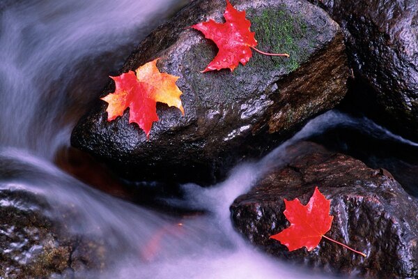 Autumn leaves on the rocks in the stream