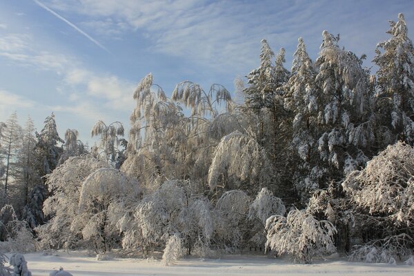 Favoloso paesaggio invernale. Molta neve