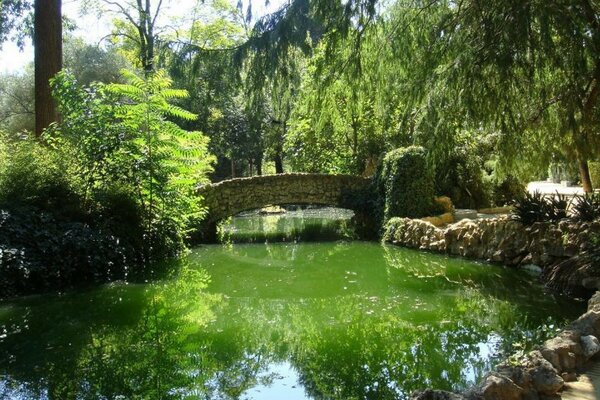 Rio ponte verdes árvores