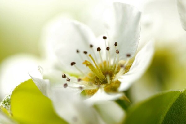 Paisaje de primavera: árboles en flor