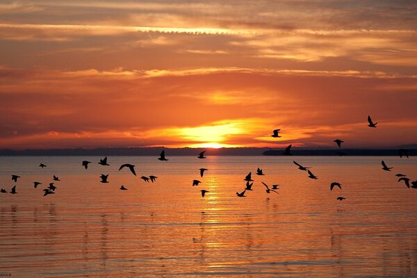 Vögel fliegen bei Sonnenuntergang über dem Wasser