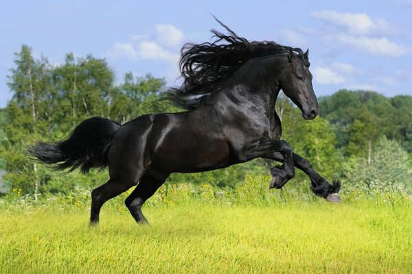 A very beautiful black horse