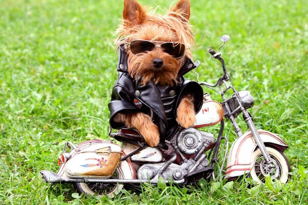 Cão legal em roupas em uma motocicleta