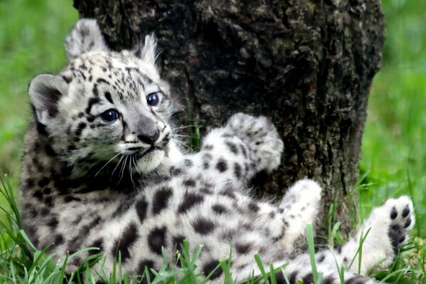 Beau chaton sauvage sur l herbe