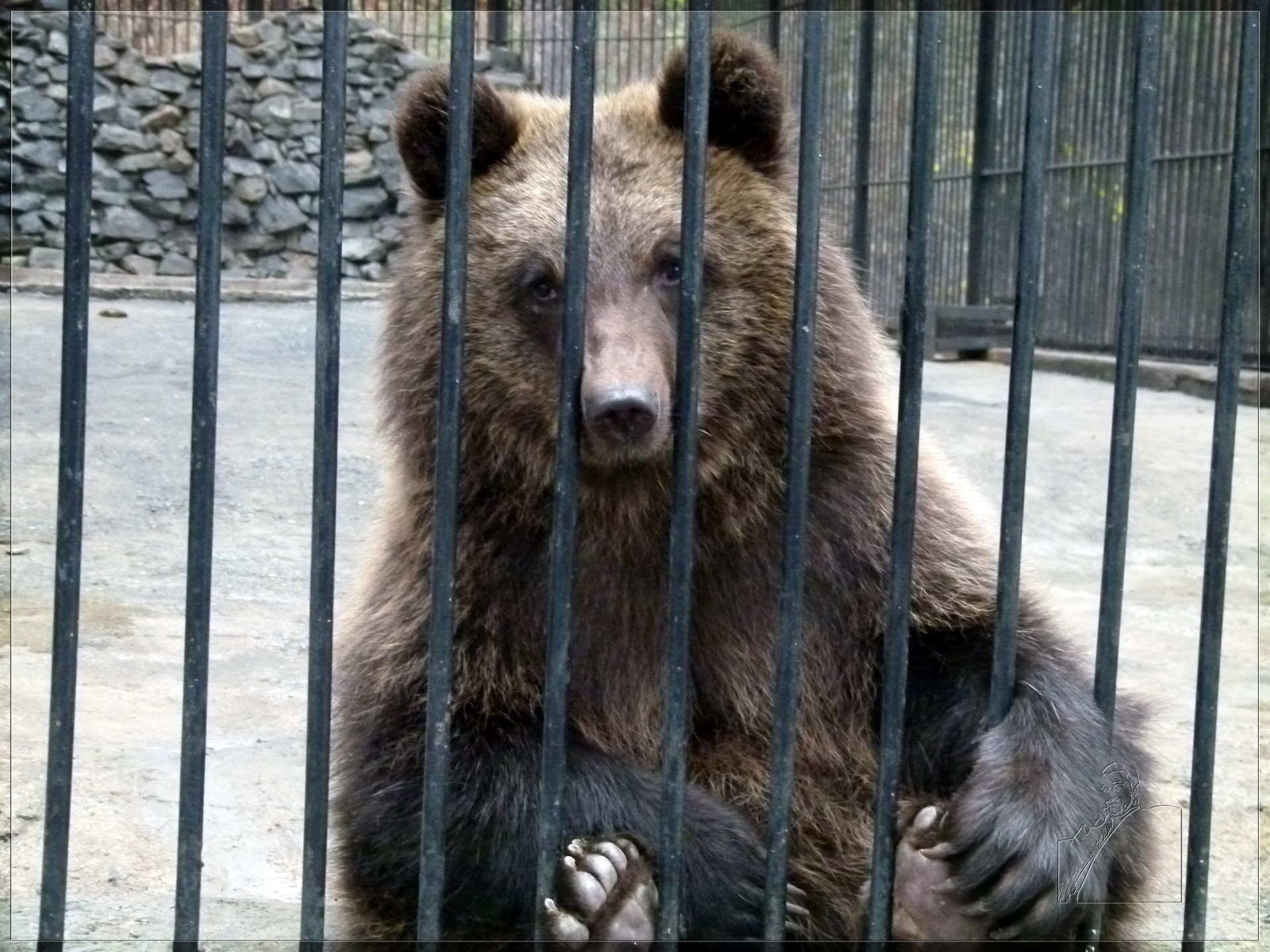 bears mammal wildlife zoo nature outdoors animal wild wood predator portrait fur looking