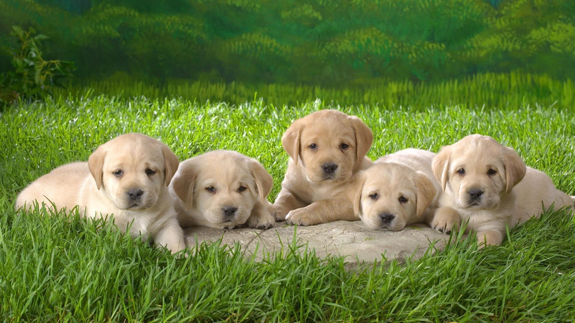 dogs cute dog grass puppy retriever canine pet little mammal animal adorable young breed