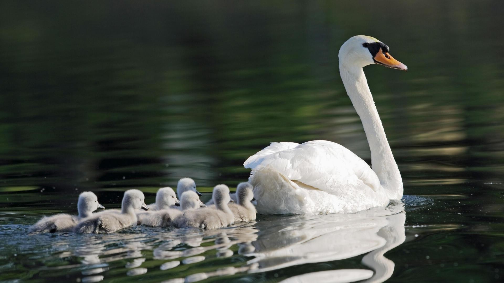 animali cigno acqua uccello lago nuoto piscina anatra uccelli acquatici riflessione muto piuma natura uccelli oca collo fauna selvatica fiume pulizia