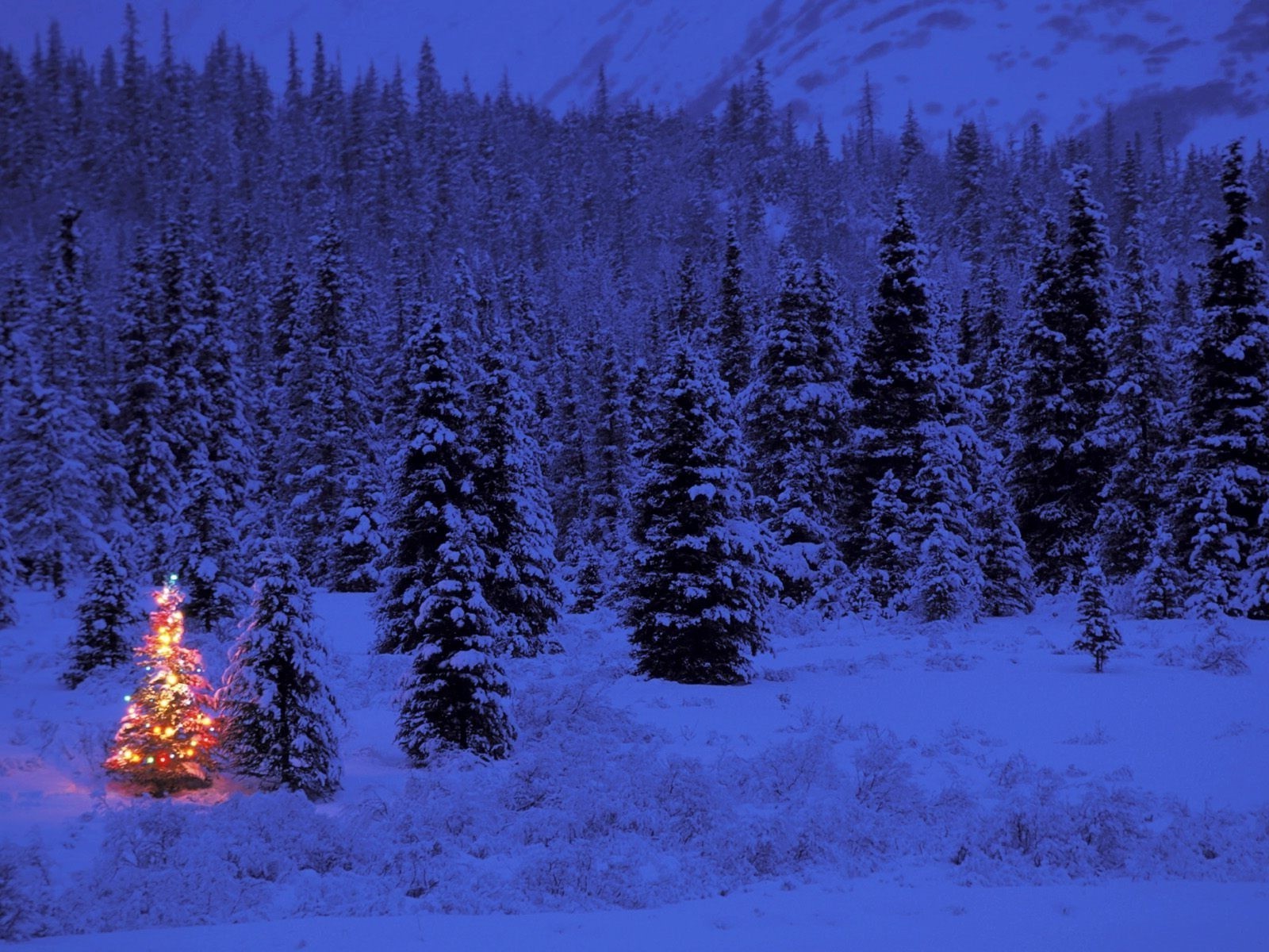 nouvel an neige hiver bois conifères bois froid evergreen gel scénique à l extérieur paysage nature météo beau temps aube noël