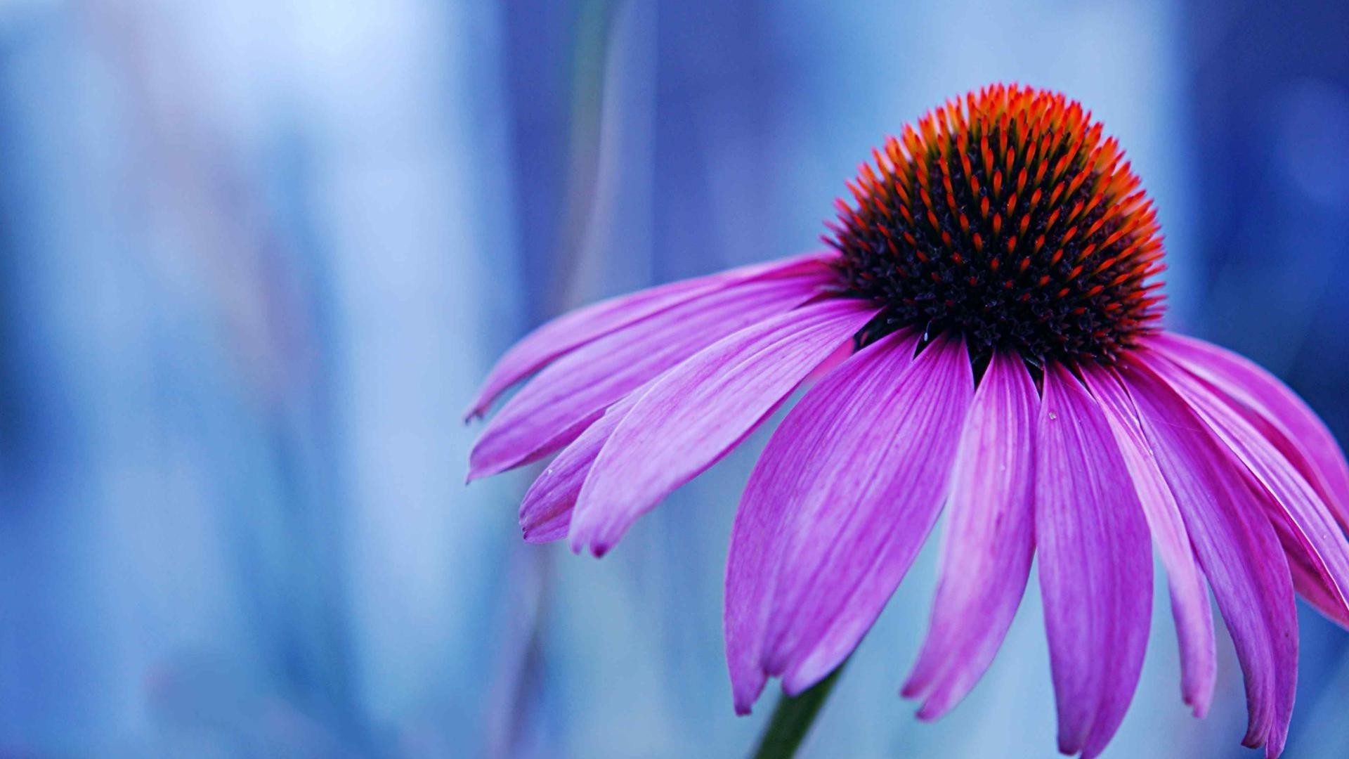 flowers nature flower flora summer bright garden petal color