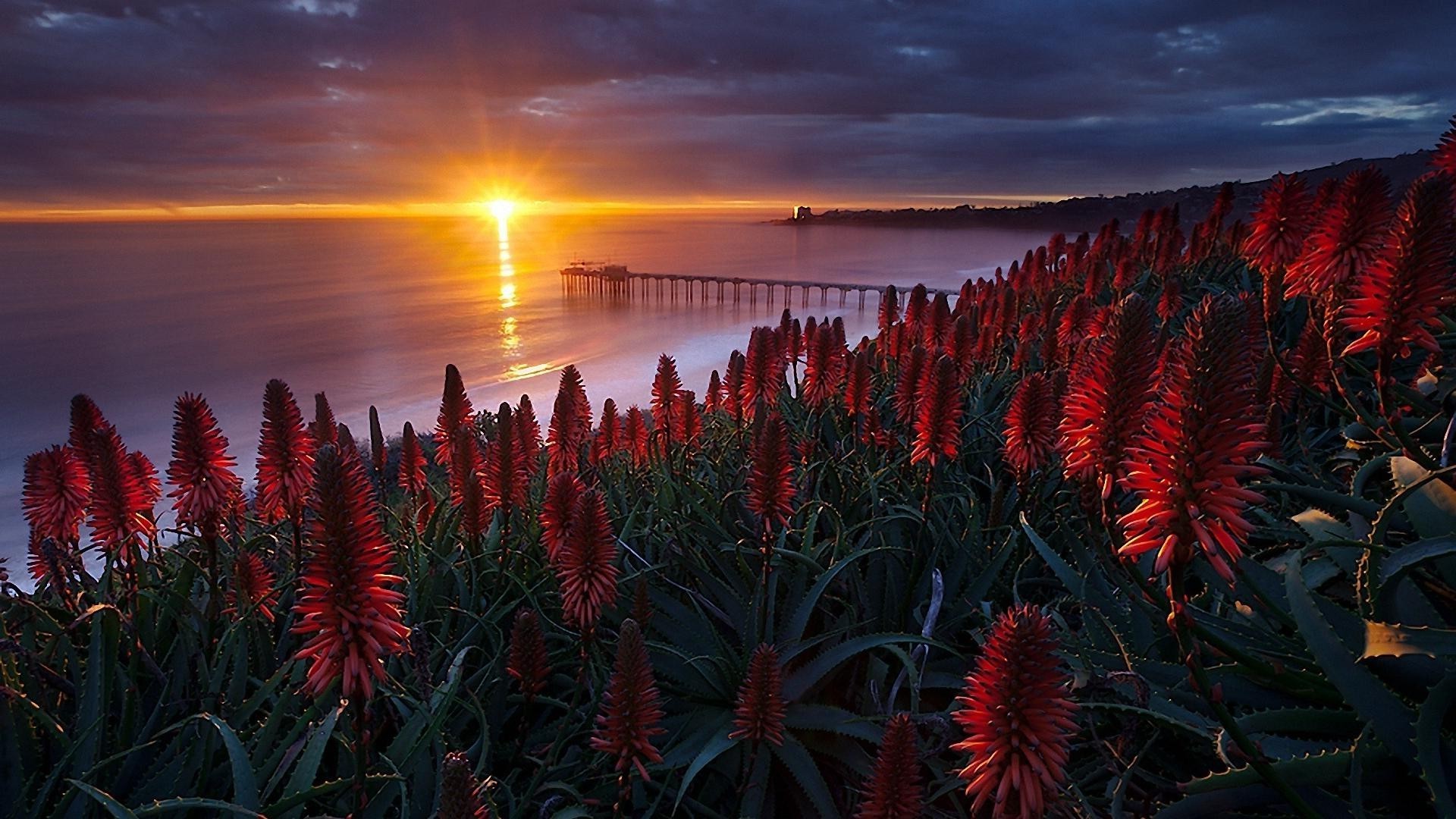 puesta de sol y amanecer puesta de sol naturaleza color flor paisaje sol playa árbol amanecer cielo al aire libre flora viajes