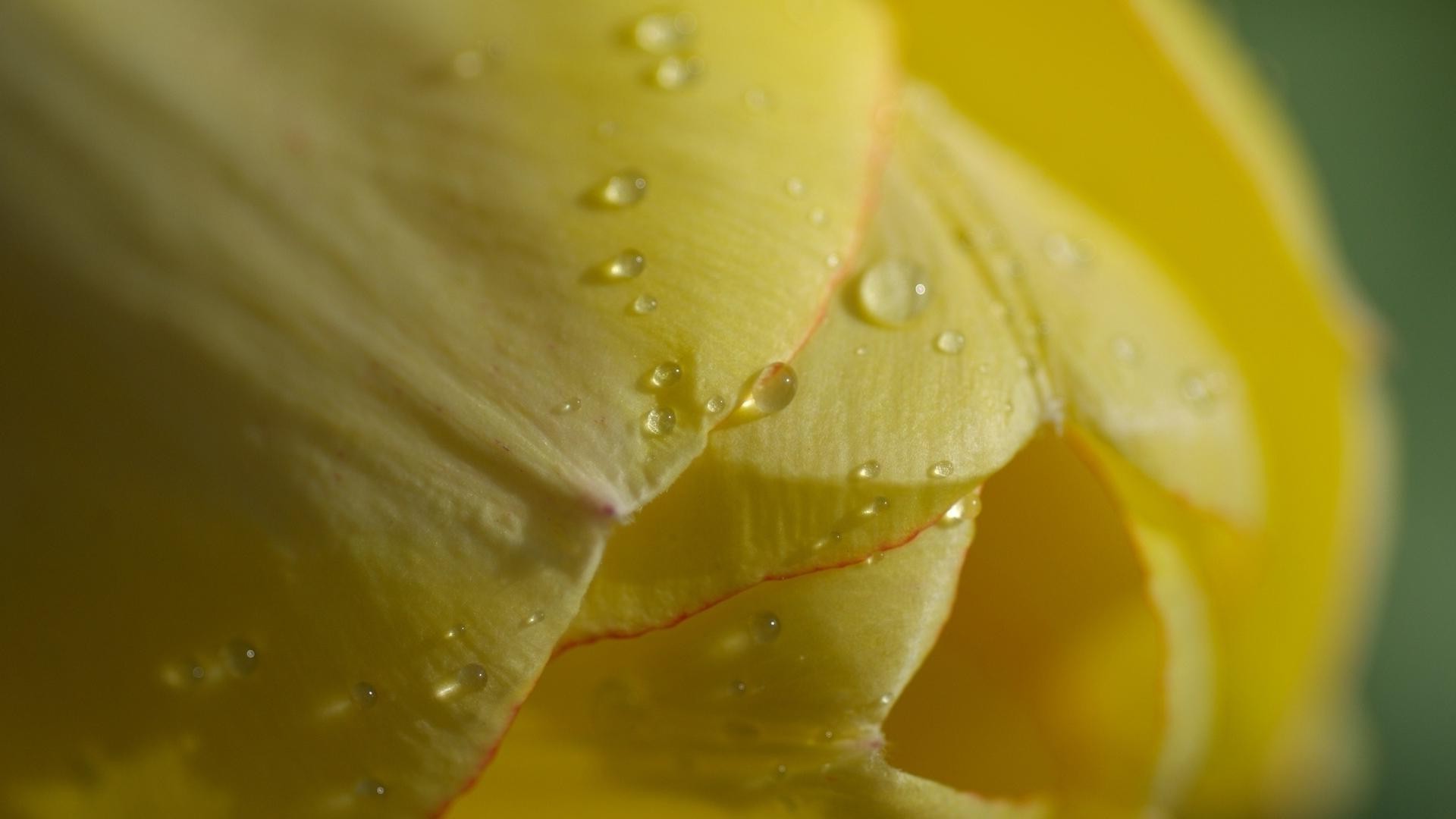 droplets and water dew drop rain water wet nature leaf raindrop purity droplet flower flora color dof bright growth garden waterdrop blur