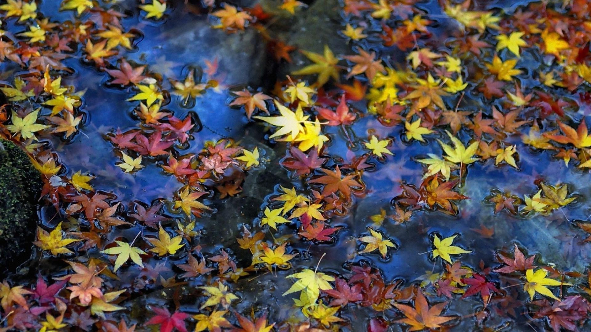 leaves leaf fall maple season nature color flora bright park tree outdoors wood garden vibrant desktop