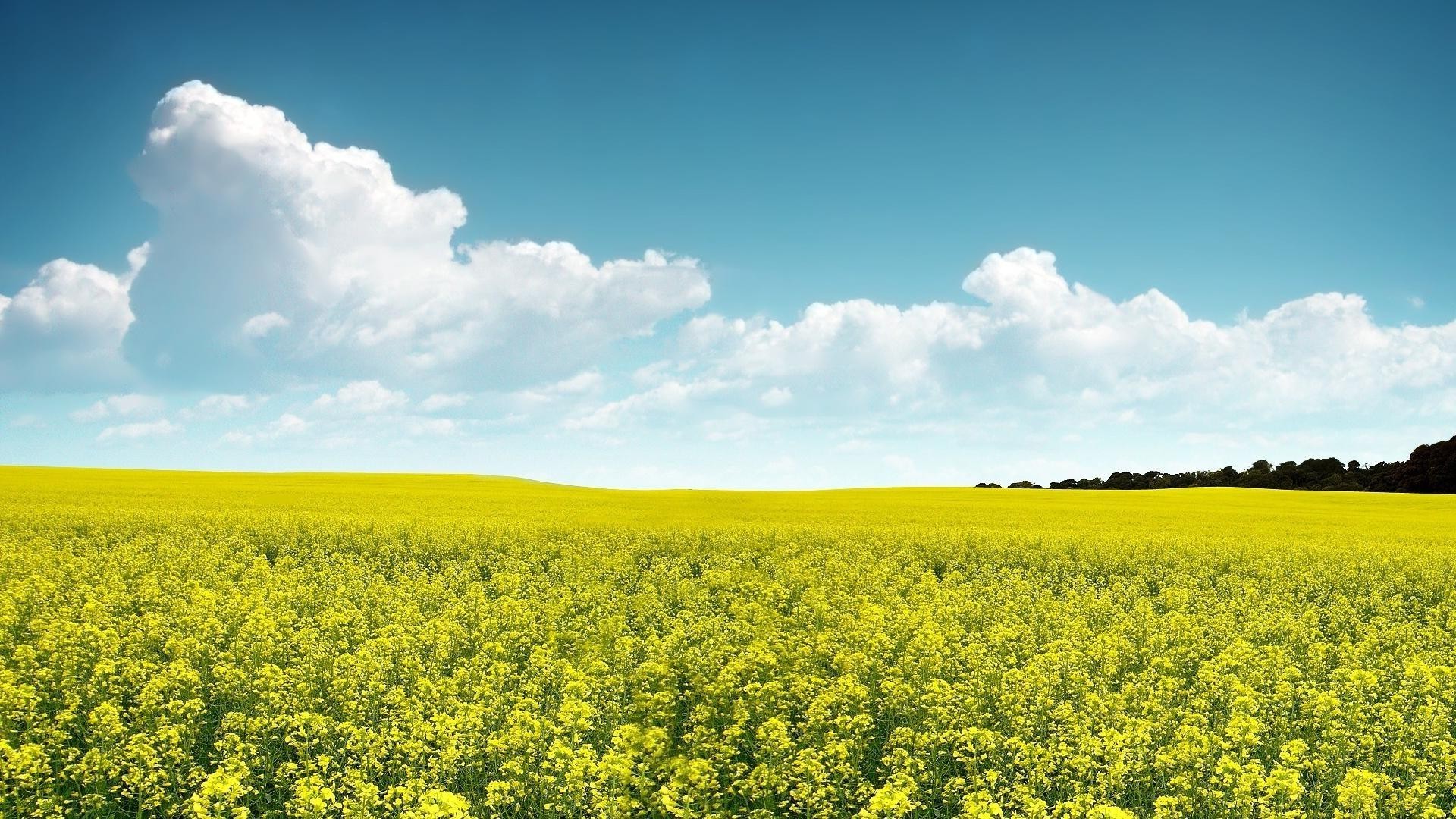 fields meadows and valleys agriculture field rural landscape farm crop nature oil countryside flower sky farmland summer growth soil sun flora outdoors pasture