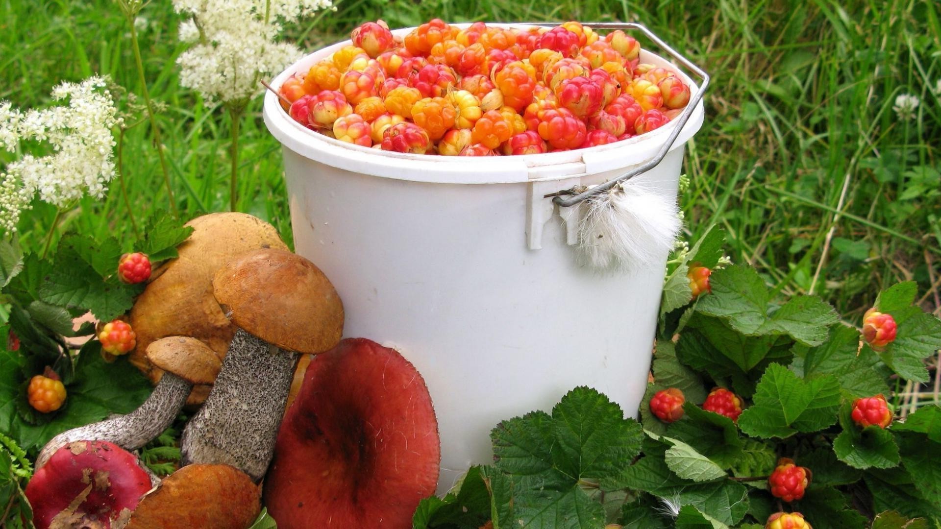 comida e bebida comida frutas saudável folha baga comida pastagem saúde vegetal delicioso crescer tigela dieta jardim natureza de madeira outono suculento