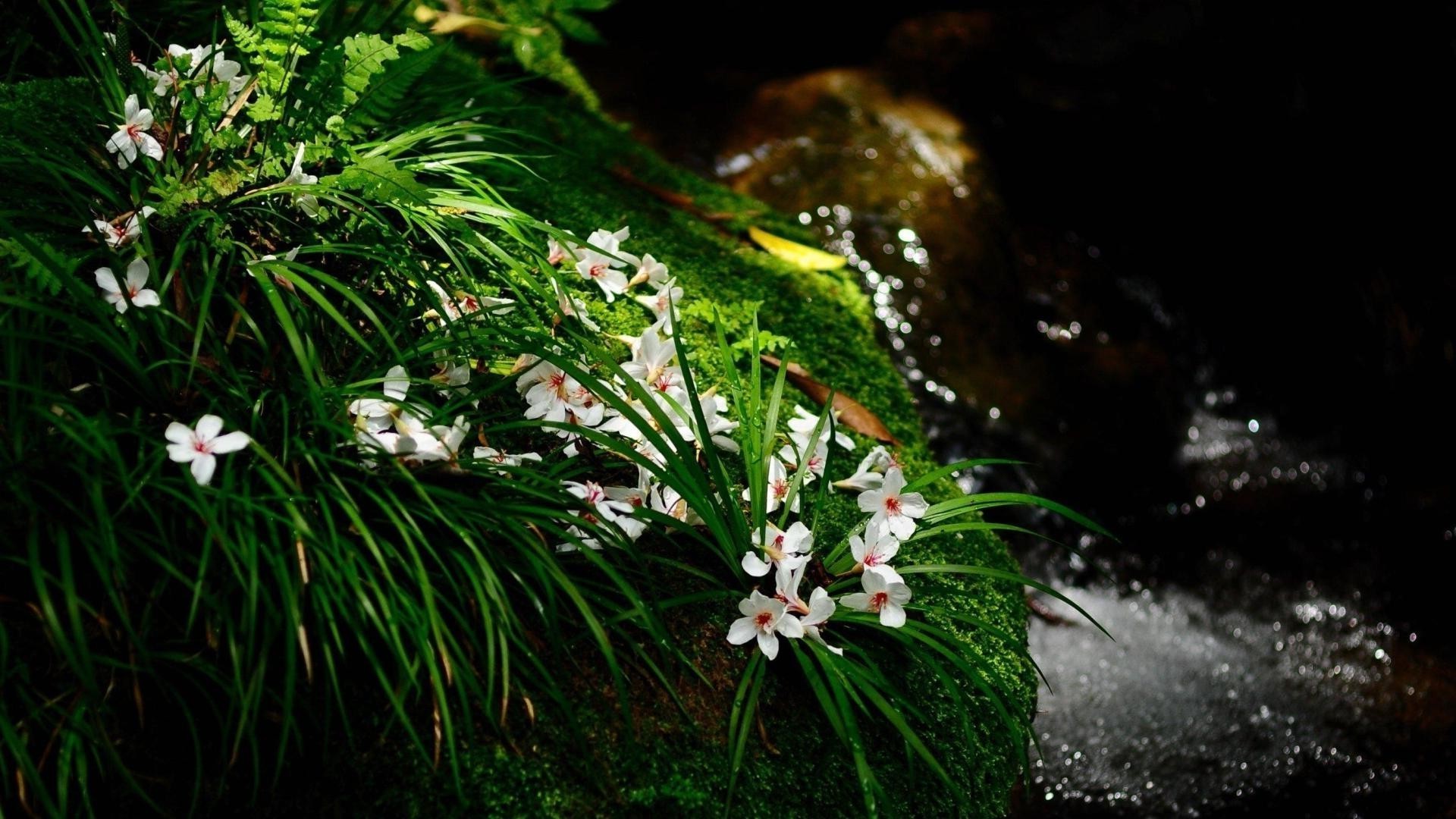 blumen blume natur flora blatt garten im freien umwelt farbe wachstum park unschärfe baum gras sommer