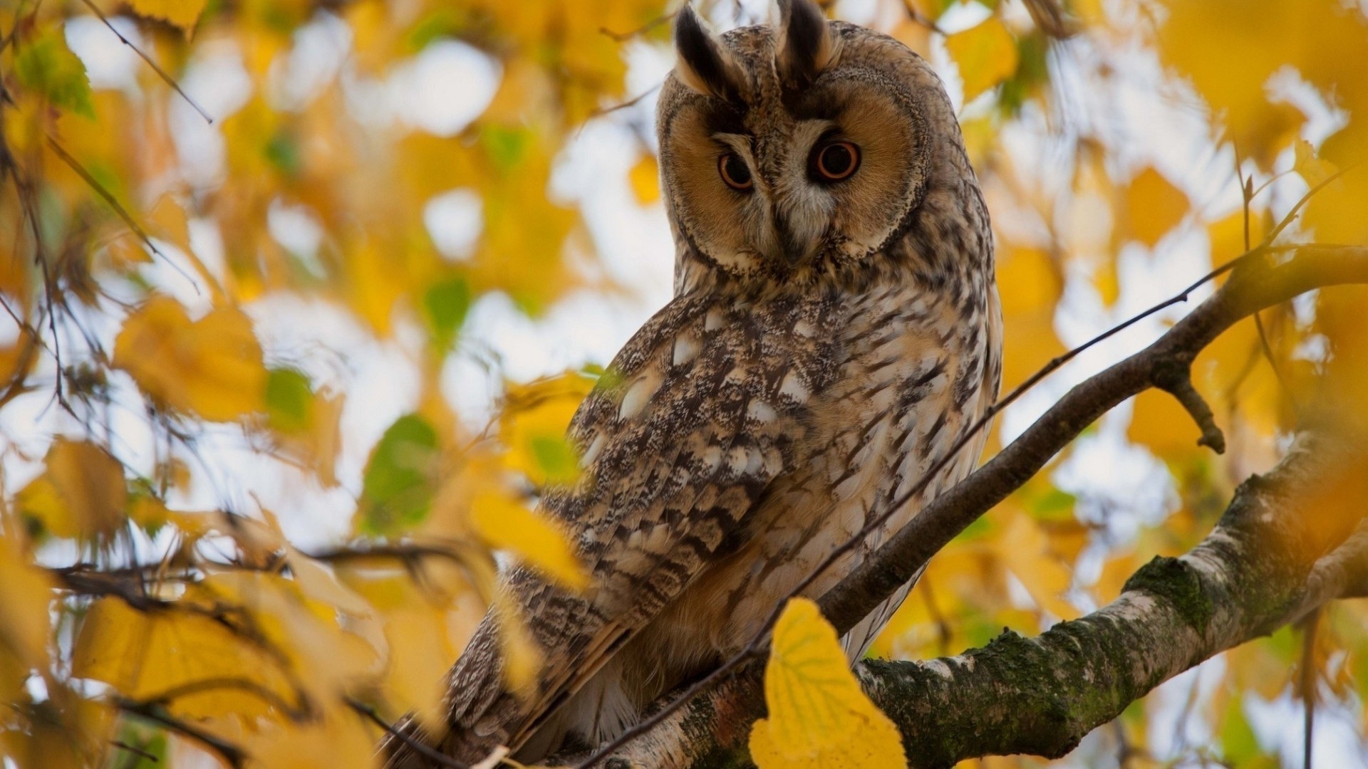 animali legno natura gufo uccello all aperto legno fauna selvatica foglia