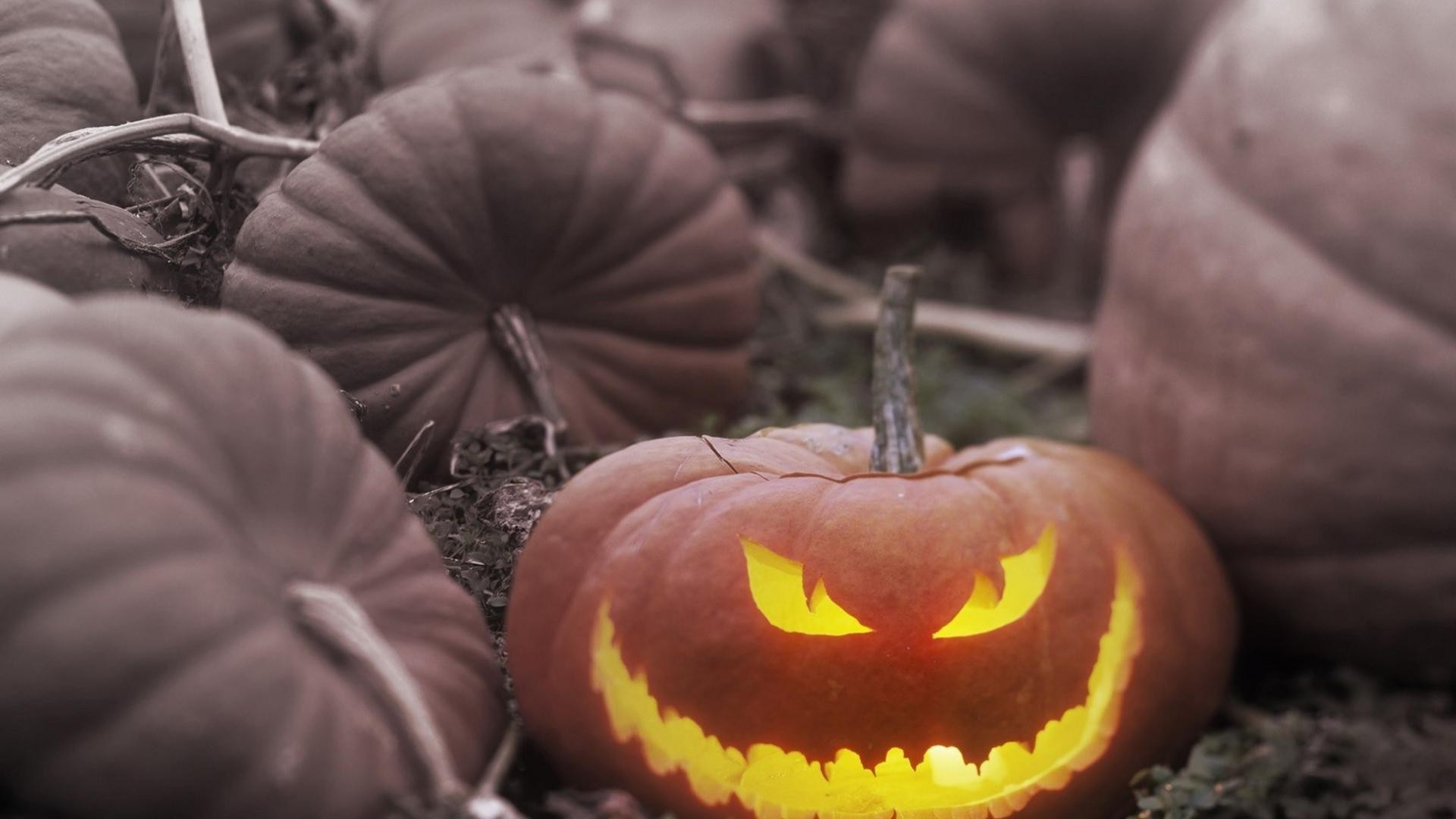 halloween dynia jesień święto dziękczynienia jedzenie rosnąć pastwisko