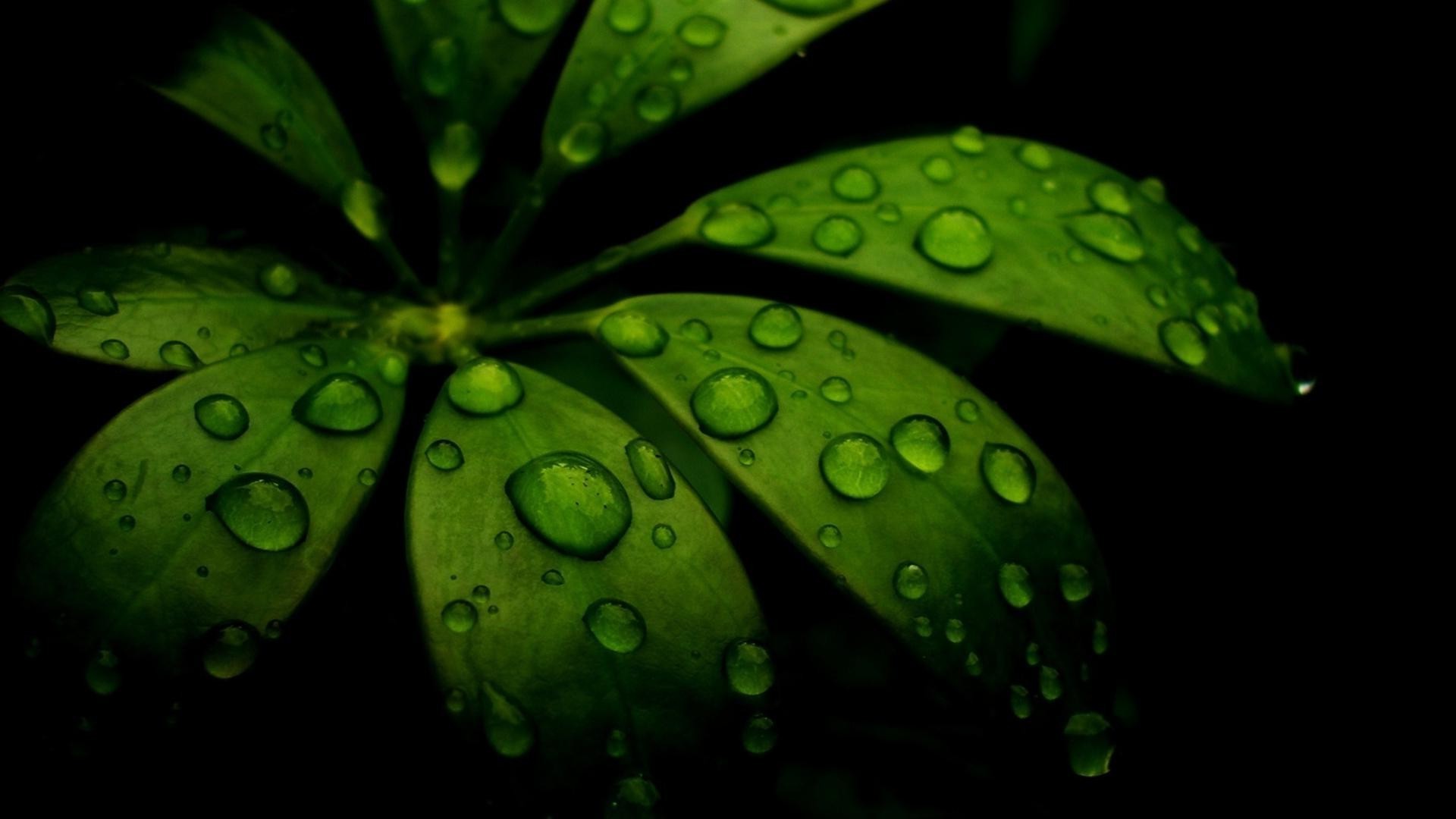 gouttelettes d eau chute flore feuille pluie croissance rosée couleur jardin bureau gouttes fraîcheur nature eau lumineux texture