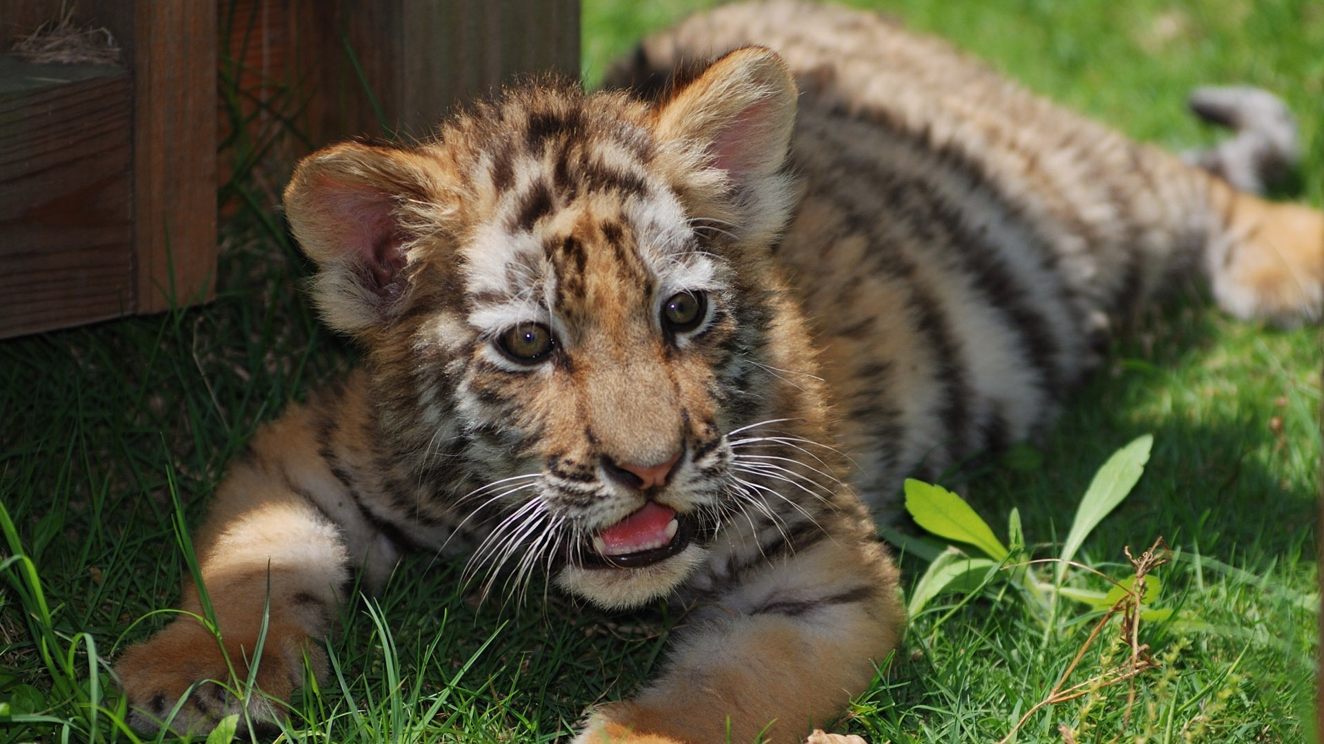 tigers mammal cat animal wildlife fur cute zoo nature predator carnivore grass wild portrait