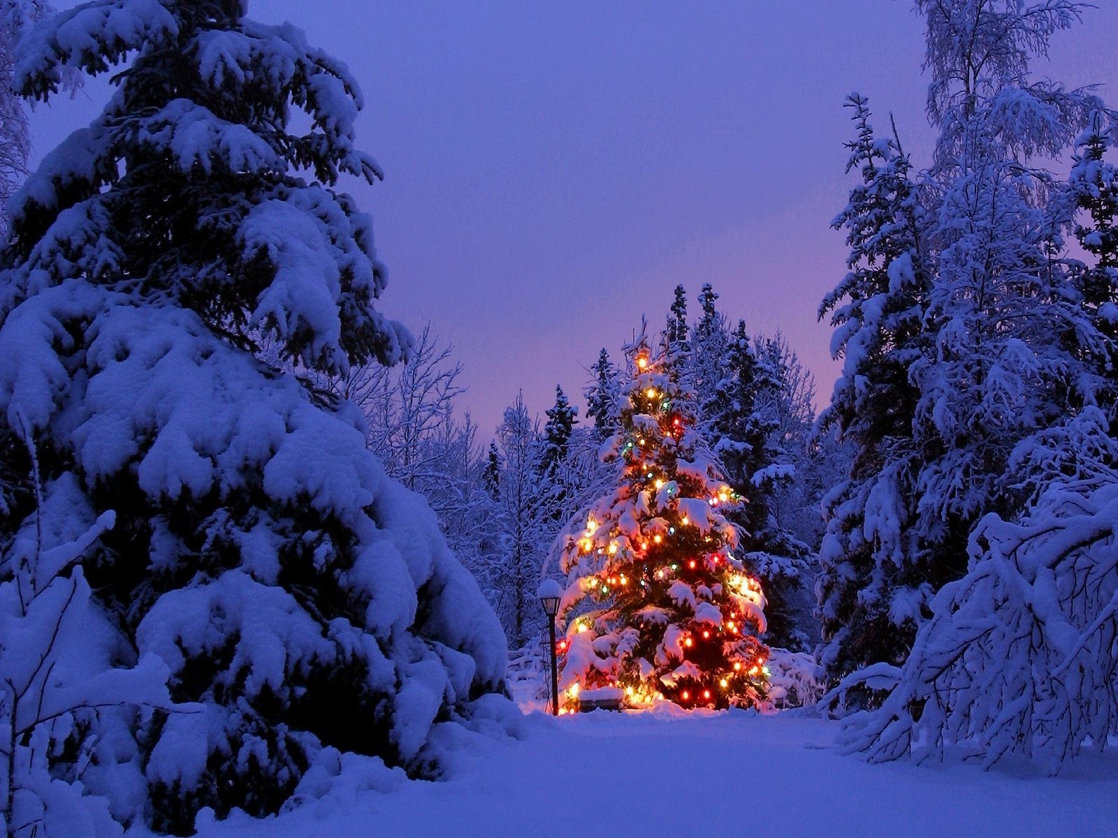 nouvel an neige hiver froid arbre noël gel evergreen conifères bois pin sapin saison congelé glace paysage épinette à l extérieur scénique météo