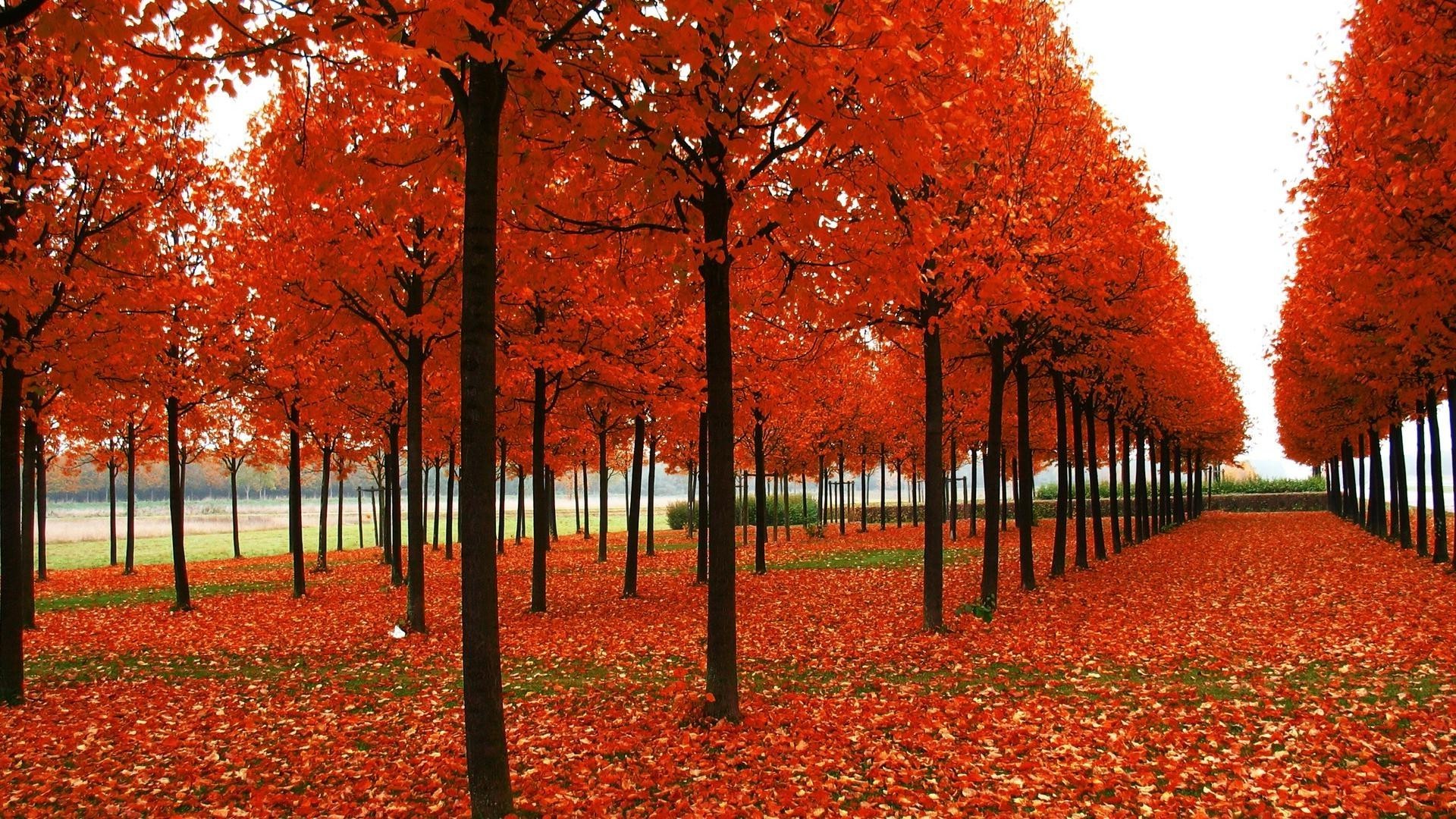 autunno foglia albero autunno paesaggio parco stagione acero vivid natura all aperto campagna legno colore rurale scenico