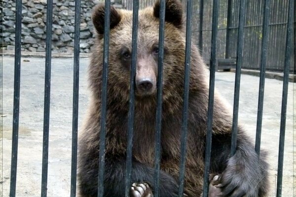 Triste ours en peluche derrière les barreaux du zoo