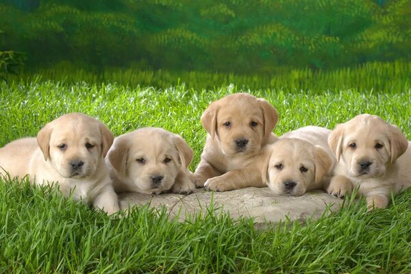 Cinq chiots sur l herbe