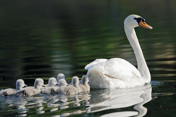 Mamma cigno con i bambini sul lago