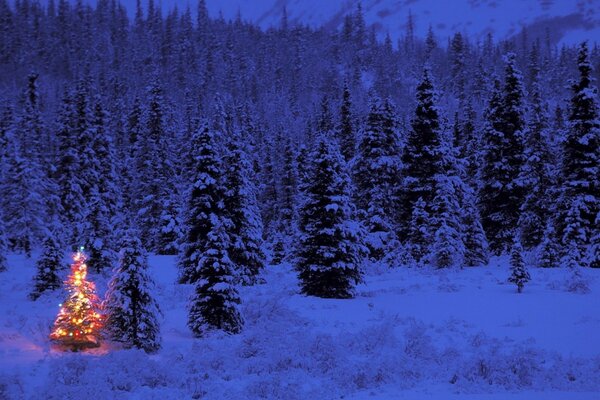 Märchenhafter Winterweihnachtswald