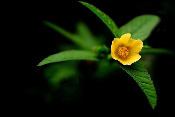 Blume mit Blättern auf schwarzem Hintergrund