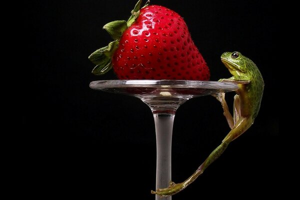 Grenouille grimpant pour une fraise sucrée