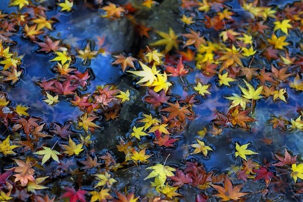 Feuilles multicolores sur la surface de l eau